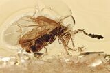 Detailed Fossil Soldier Beetle (Malthininae) in Baltic Amber #315565-1